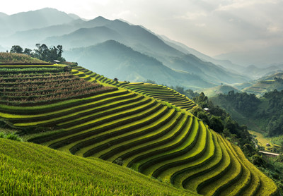 Rismarker i Sapa, Vietnam.