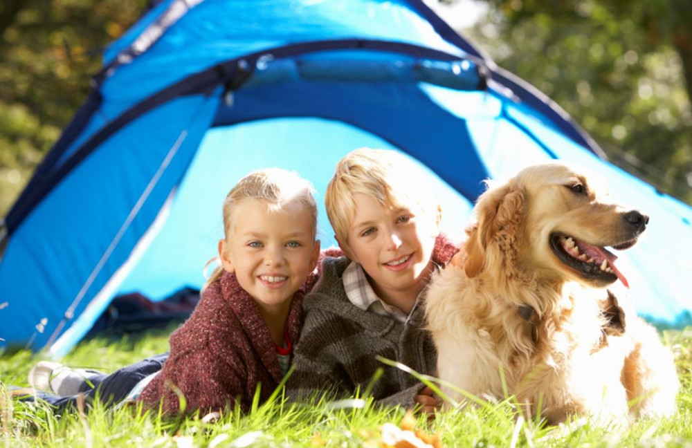 Hunde sind in Dänemark vor sehr willkommen