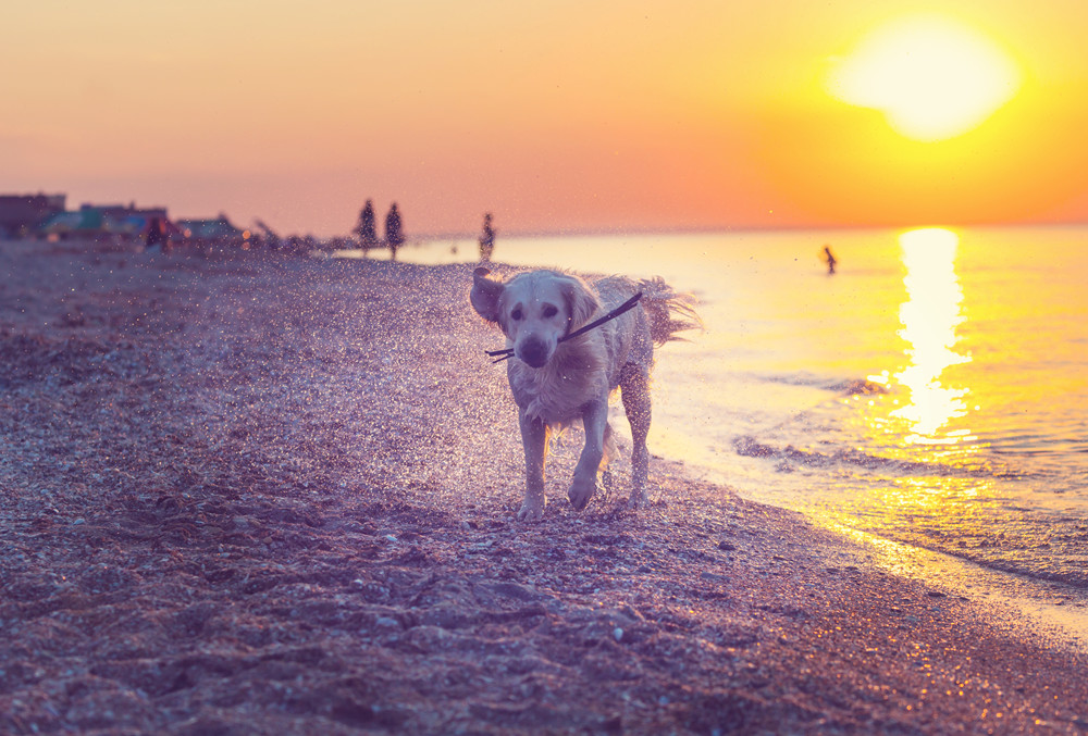 camping dänemark mit hund