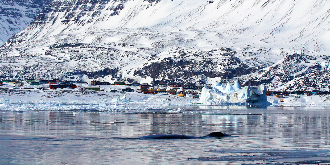 Greenlandic whale