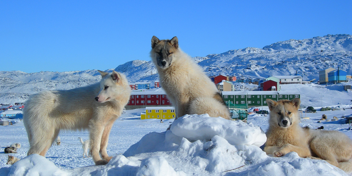 are greenland dogs good sled dogs