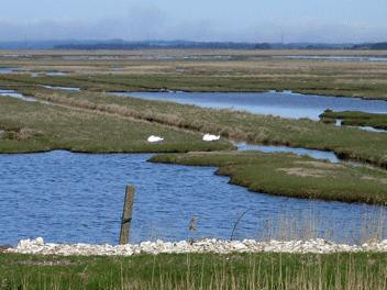 Naturreservatet_Vejlerne_skestorke_lysbugede_knort