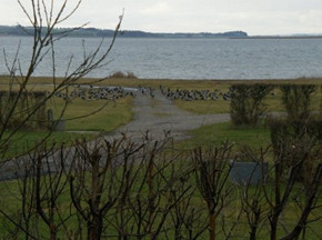 Lysbugede_knorteg__s_limfjorden