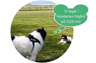 Hunde camping, tilladt i hytter, husdyr tilladt camping hytter