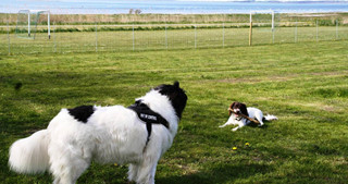 hunde i frigård tæt på