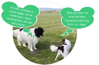 hunde gratis
