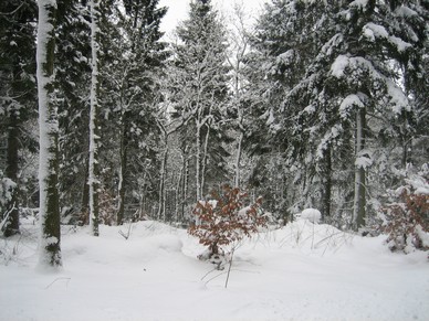 Vinter_p__campingpladsen_022.jpg