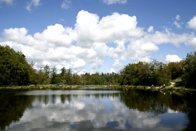medestedet(1).jpg