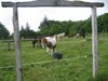 Dansk islandshesteforening
