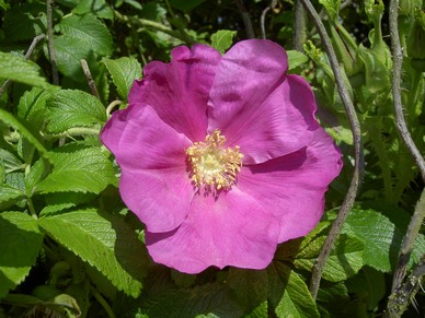 Smukke hybenroser, som udgr hovedparten af de naturlige hegn p pladsen.